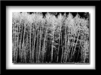 Aspens, black and white print