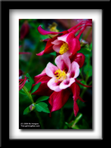 Red Columbine Flower