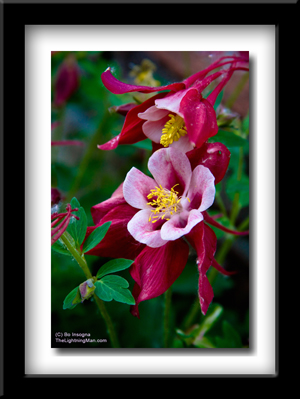 Red Columbine Flowers