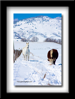 White horse in the snow